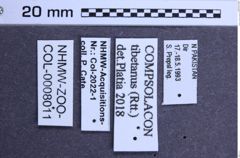 Etiketten zu Agrypnus thibetanus (NHMW-ZOO-COL-0008011)
